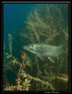 Brochet dans nos petits lacs by André Bruchez 